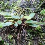 Elaphoglossum spatulatum Habit