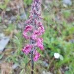 Pedicularis rostratospicata 花