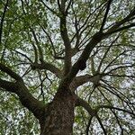 Platanus × hispanica Habitat