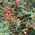 Rosa corymbifera Fuelha