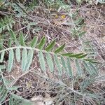Astragalus onobrychis Blatt