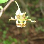 Monodora carolinae Flower