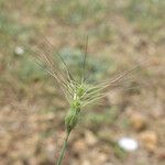 Aegilops neglecta Плід