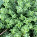 Cruciata pedemontana Folla