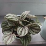 Peperomia albovittata 叶