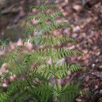 Dryopteris dilatata Лист