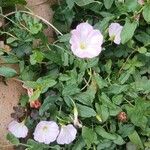 Convolvulus arvensis ᱛᱟᱦᱮᱸ