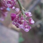 Polystachya concreta Floro