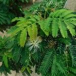 Albizia vaughanii Leaf