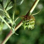 Medicago truncatula Fruto