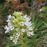 Echium callithyrsum പുഷ്പം