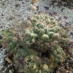 Coryphantha elephantidens Ліст