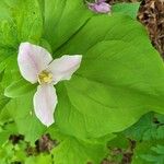 Trillium ovatum Flower