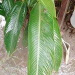 Heliconia latispatha Leaf