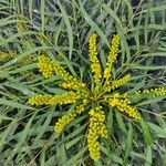 Acacia spirorbis फूल