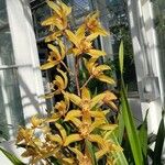 Cymbidium iridioides Λουλούδι