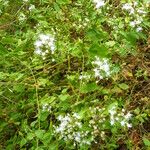 Chromolaena odorata Elinympäristö