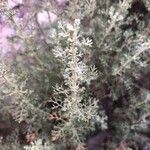 Artemisia alba Folla