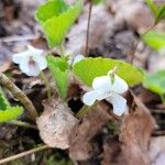 Viola blanda Flower