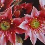 Sempervivum × alatum