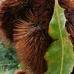 Banksia robur फल