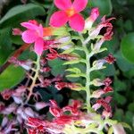 Kalanchoe crenata Flower