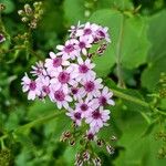 Pericallis papyracea Floro