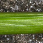 Scirpus sylvaticus Bark