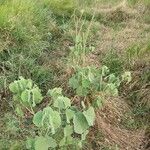 Abutilon pannosum Yaprak