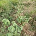 Abutilon pannosum Folla