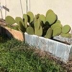 Opuntia oricola Hàbitat