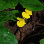 Begonia adpressa Bloem