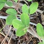 Lespedeza procumbens Lehti