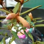 Rhododendron caliginis Fruit