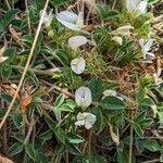 Trifolium uniflorum Blüte