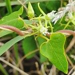 Cynanchum hastifolium Lapas