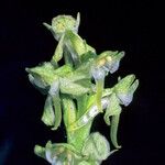 Platanthera obtusata 花