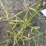 Cyperus compressus Flower