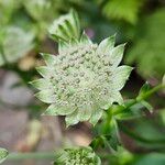 Astrantia majorVirág