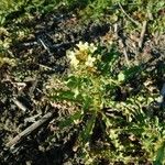 Erysimum repandum Folio