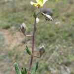 Helianthemum ledifolium Bark