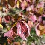 Cornus sanguineaبرگ