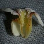Schlegelia parviflora Outro