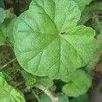 Pelargonium zonale Blad