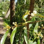 Callicoma serratifolia Virág