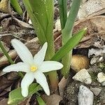 Scilla luciliae Habitat