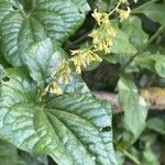 Dioscorea communis Квітка