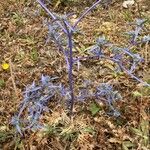 Eryngium triquetrum Folio