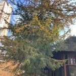 Taxus baccata عادت داشتن