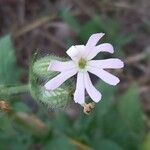 Silene noctiflora Flower